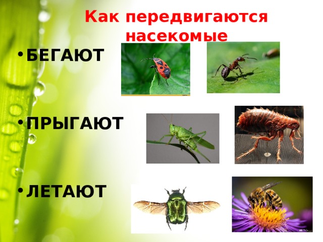 Как передвигаются насекомые