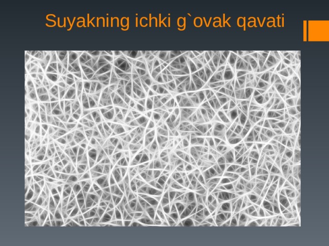 Suyakning ichki g`ovak qavati