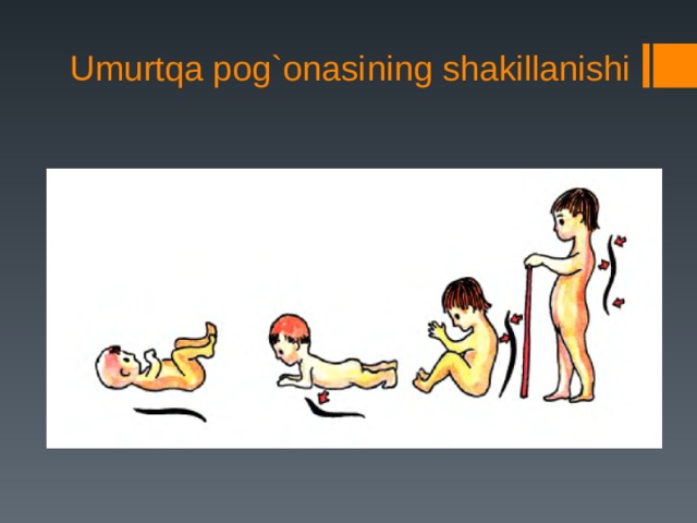 Umurtqa pog`onasining shakillanishi