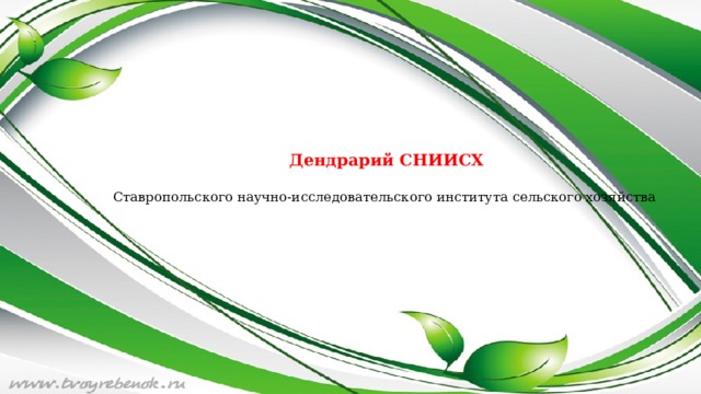 Дендрарий СНИИСХ   Ставропольского научно-исследовательского института сельского хозяйства