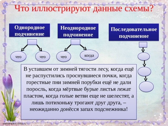 Что иллюстрируют данные схемы?   Последовательное Неоднородное Однородное подчинение подчинение подчинение когда что что что В уставшем от зимней тягости лесу, когда ещё не распустились проснувшиеся почки, когда горестные пни зимней порубки ещё не дали поросль, когда мёртвые бурые листья лежат пластом, когда голые ветви еще не шелестят, а лишь потихоньку трогают друг друга, – неожиданно донёсся запах подснежника!