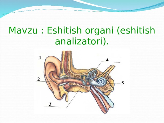 Mavzu : Eshitish organi (eshitish analizatori).