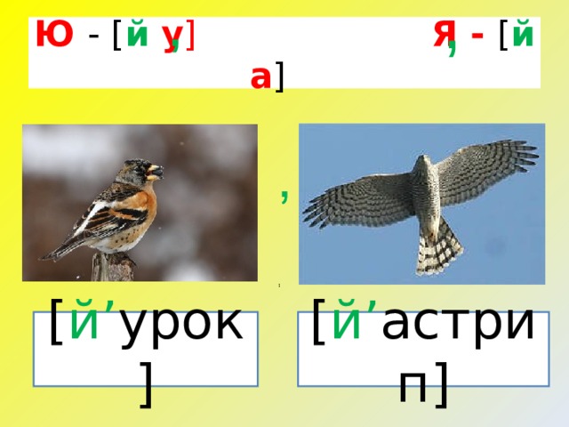 , , Ю  - [ й у ]   Я  -  [ й а ] [ й ’ урок ] [ й ’ астрип ]