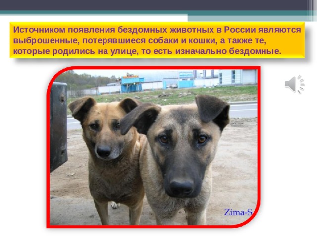 Источником появления бездомных животных в России являются выброшенные, потерявшиеся собаки и кошки, а также те, которые родились на улице, то есть изначально бездомные. 2