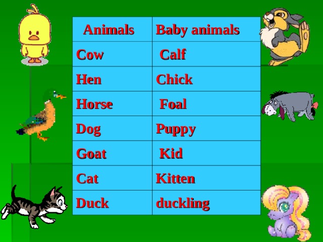 Duckling, chick, puppy, calf, kid, lamb, foal, kitten, horse, cat, sheep, duck, hen, dog, cow, goat