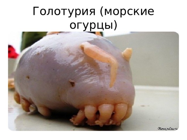 Голотурия (морские огурцы)