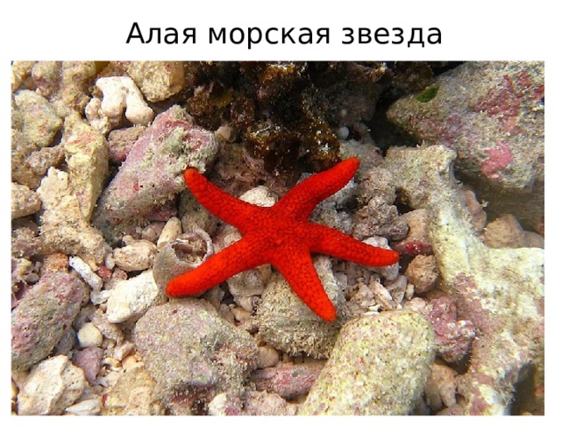 Алая морская звезда