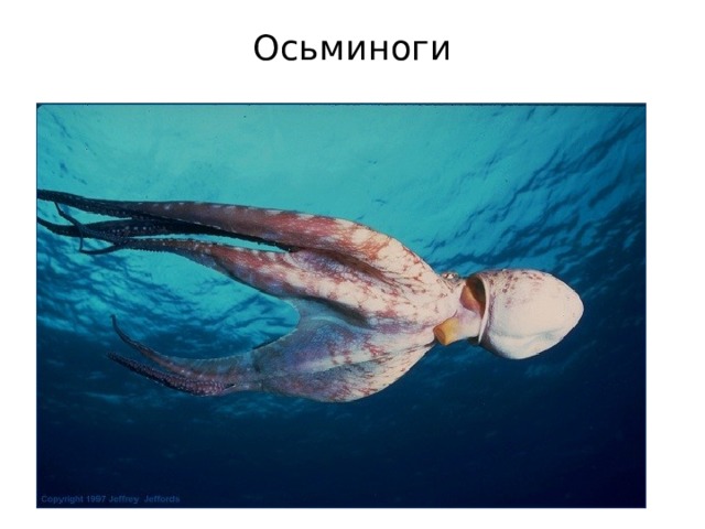 Осьминоги