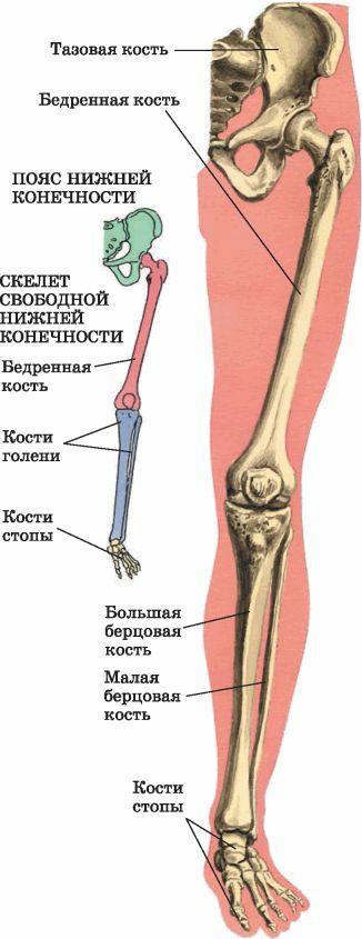 Скелет нижних конечностей человека кости. Кость нижней конечности строение. Кости нижних конечностей анатомия строение. Кости скелета нижних конечностей человека. Строение скелета нижних конечностей.
