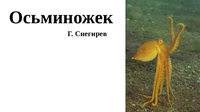 Осьминожек Г. Снегирев