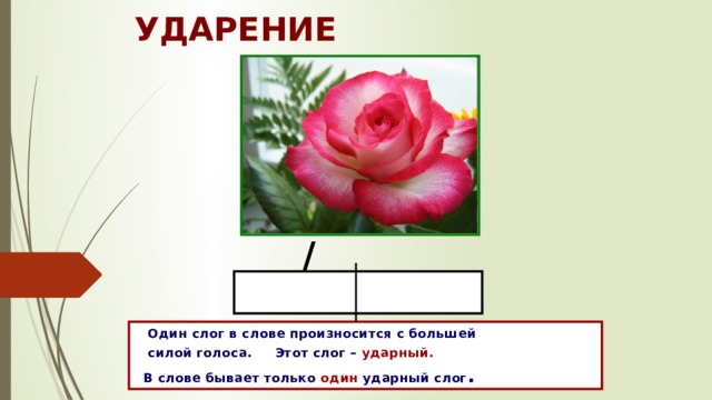 УДАРЕНИЕ /  Один слог в слове произносится с большей  силой голоса. Этот слог – ударный.  В слове бывает только один ударный слог .