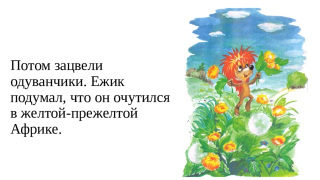 Потом зацвели одуванчики. Ежик подумал, что он очутился в желтой-прежелтой Африке.