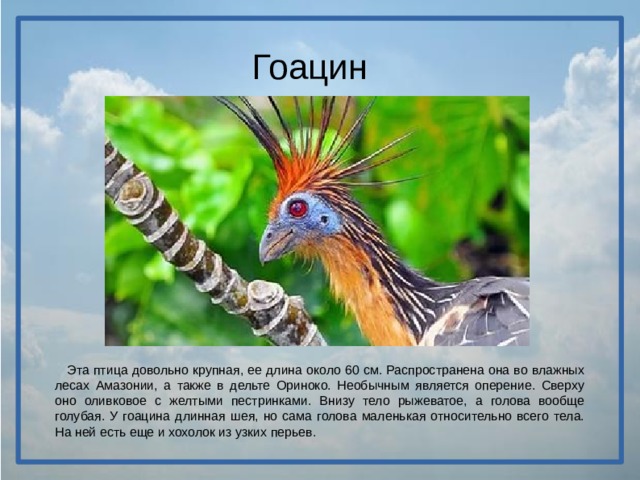 Гоацин  Эта птица довольно крупная, ее длина около 60 см. Распространена она во влажных лесах Амазонии, а также в дельте Ориноко. Необычным является оперение. Сверху оно оливковое с желтыми пестринками. Внизу тело рыжеватое, а голова вообще голубая. У гоацина длинная шея, но сама голова маленькая относительно всего тела. На ней есть еще и хохолок из узких перьев.