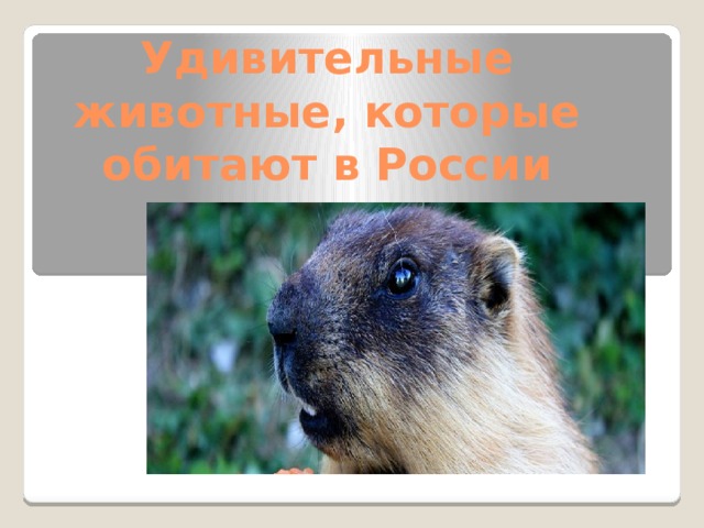 Удивительные животные, которые обитают в России