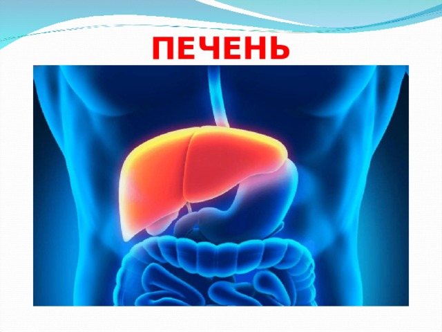 ПЕЧЕНЬ