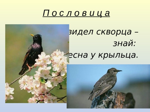 П о с л о в и ц а Увидел скворца –  знай: весна у крыльца.