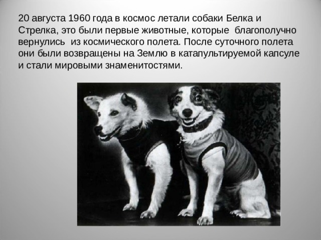 20 августа 1960 года в космос летали собаки Белка и Стрелка, это были первые животные, которые благополучно вернулись из космического полета. После суточного полета они были возвращены на Землю в катапультируемой капсуле и стали мировыми знаменитостями.