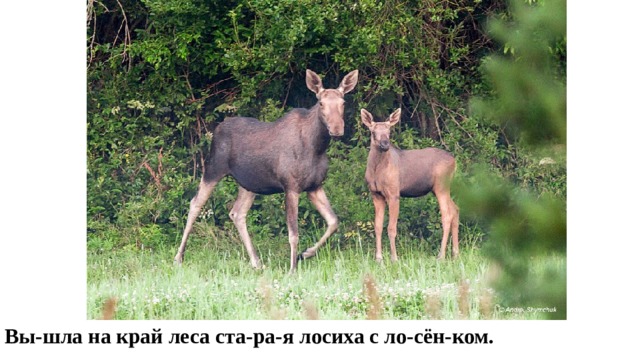 Вы-шла на край леса ста-ра-я лосиха с ло-сён-ком.