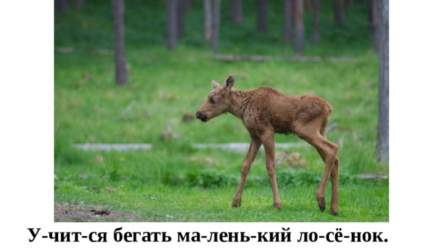 У-чит-ся бегать ма-лень-кий ло-сё-нок.