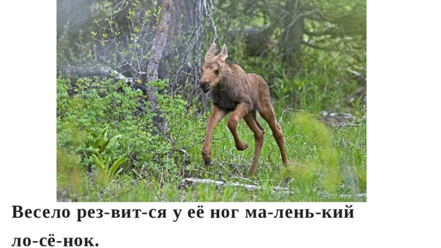 Весело рез-вит-ся у её ног ма-лень-кий ло-сё-нок.