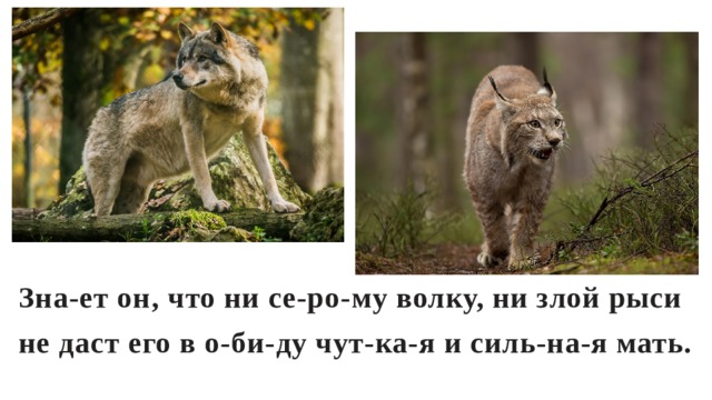 Зна-ет он, что ни се-ро-му волку, ни злой рыси не даст его в о-би-ду чут-ка-я и силь-на-я мать.