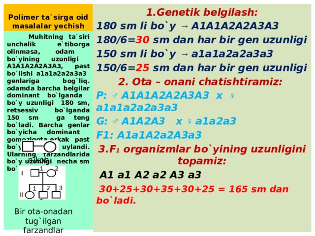 Polimer ta`sirga oid masalalar yechish 1.Genetik belgilash: 180 sm li bo`y → A1A1A2A2A3A3 180/6= 30 sm dan har bir gen uzunligi 150 sm li bo`y → a1a1a2a2a3a3 150/6= 25 sm dan har bir gen uzunligi 2. Ota – onani chatishtiramiz: P: ♂ A1A1A2A2A3A3 x ♀ a1a1a2a2a3a3 G: ♂ A1A2A3 x ♀ a1a2a3 F1: A1a1A2a2A3a3 3.F 1 organizmlar bo`yining uzunligini topamiz:  A1 a1 A2 a2 A3 a3  30+25+30+35+30+25 = 165 sm dan bo`ladi.  Muhitning ta`siri unchalik e`tiborga olinmasa, odam bo`yining uzunligi A1A1A2A2A3A3, past bo`lishi a1a1a2a2a3a3 genlariga bog`liq. odamda barcha belgilar dominant bo`lganda bo`y uzunligi 180 sm, retsessiv bo`lganda 150 sm ga teng bo`ladi. Barcha genlar bo`yicha dominant gomozigota erkak past bo`yli ayolga uylandi. Ularning farzandlarida bo`y uzunligi necha sm bo`ladi? nikoh Bir ota-onadan tug`ilgan farzandlar