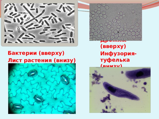 Дрожжи (вверху) Инфузория-туфелька (внизу) Бактерии (вверху) Лист растения (внизу)
