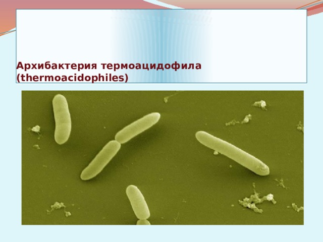 Архибактерия термоацидофила (thermoacidophiles)
