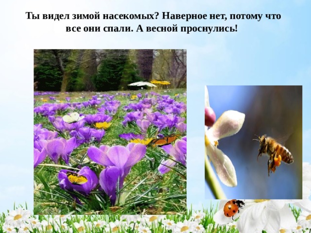 Ты видел зимой насекомых? Наверное нет, потому что все они спали. А весной проснулись!