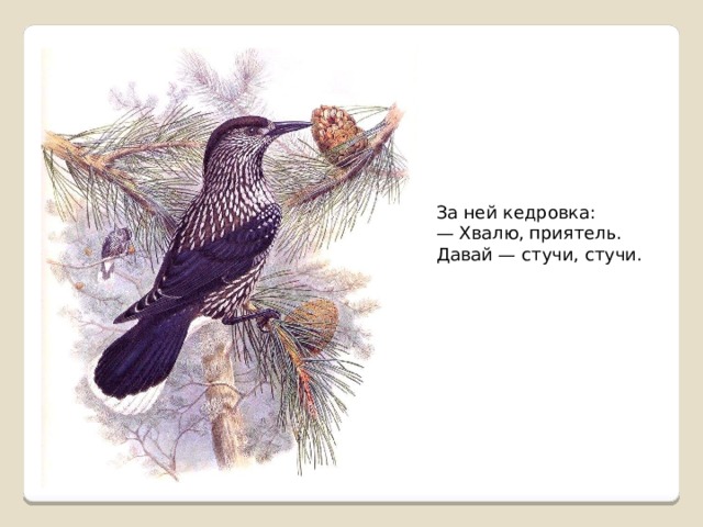 За ней кедровка:  — Хвалю, приятель. Давай — стучи, стучи.