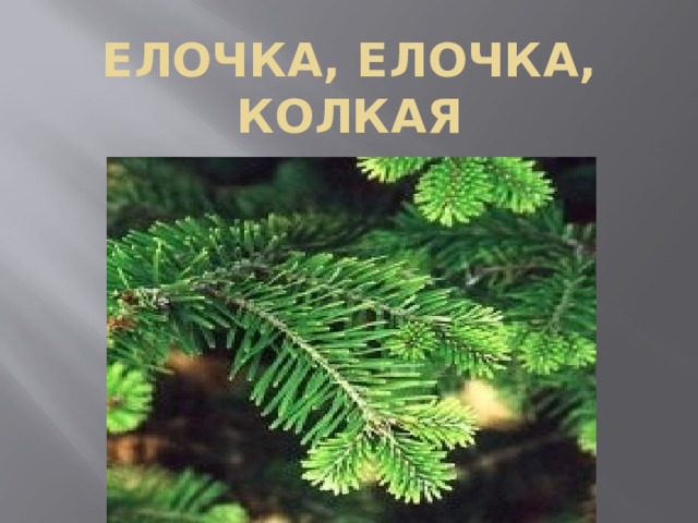 Елочка, елочка, колкая