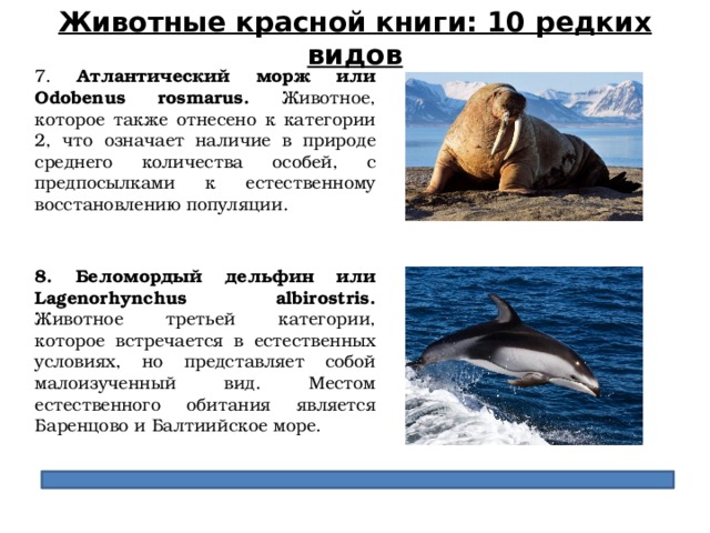 Животные красной книги: 10 редких видов 7. Атлантический морж или Odobenus rosmarus. Животное, которое также отнесено к категории 2, что означает наличие в природе среднего количества особей, с предпосылками к естественному восстановлению популяции. 8. Беломордый дельфин или Lagenorhynchus albirostris. Животное третьей категории, которое встречается в естественных условиях, но представляет собой малоизученный вид. Местом естественного обитания является Баренцово и Балтиийское море.