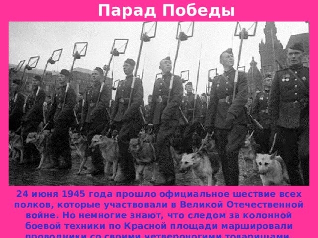 Парад Победы 24 июня 1945 года прошло официальное шествие всех полков, которые участвовали в Великой Отечественной войне. Но немногие знают, что следом за колонной боевой техники по Красной площади маршировали проводники со своими четвероногими товарищами.