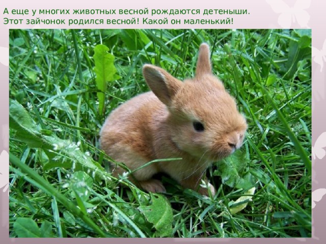 А еще у многих животных весной рождаются детеныши.  Этот зайчонок родился весной! Какой он маленький!