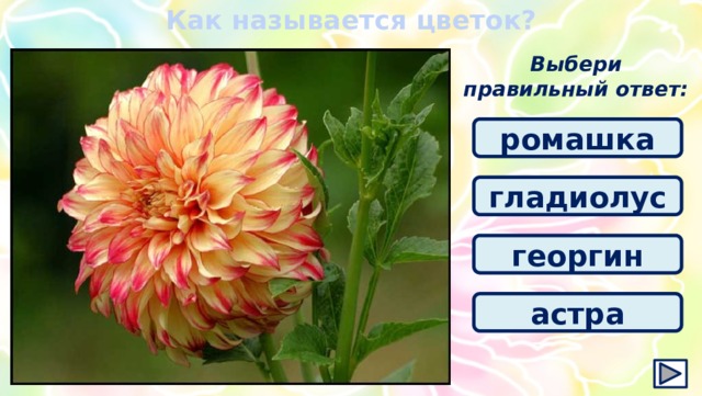 Как называется цветок? Выбери правильный ответ: ромашка гладиолус георгин астра