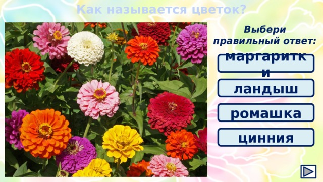 Как называется цветок? Выбери правильный ответ: маргаритки ландыш ромашка цинния