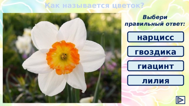 Как называется цветок? Выбери правильный ответ: нарцисс гвоздика гиацинт лилия