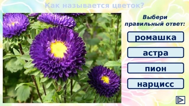 Как называется цветок? Выбери правильный ответ: ромашка астра пион нарцисс