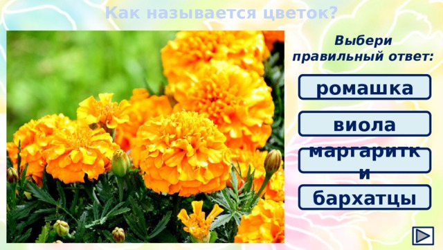 Как называется цветок? Выбери правильный ответ: ромашка виола маргаритки бархатцы