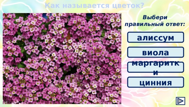 Как называется цветок? Выбери правильный ответ: алиссум виола маргаритки цинния