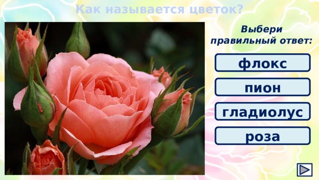Как называется цветок? Выбери правильный ответ: флокс пион гладиолус роза