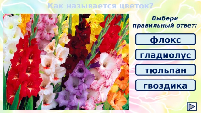 Как называется цветок? Выбери правильный ответ: флокс гладиолус тюльпан гвоздика
