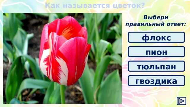 Как называется цветок? Выбери правильный ответ: флокс пион тюльпан гвоздика