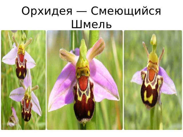 Орхидея — Смеющийся Шмель