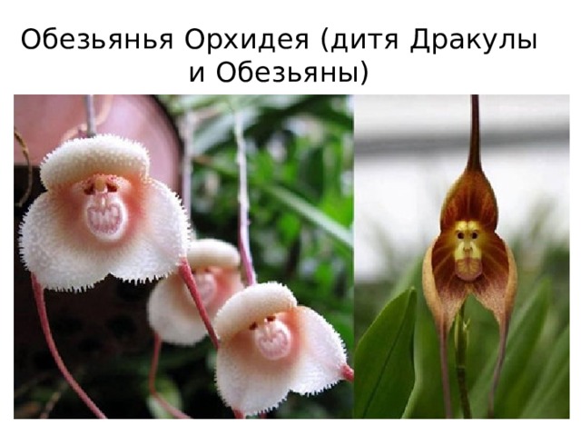 Обезьянья Орхидея (дитя Дракулы и Обезьяны)