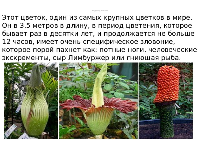Аморфофаллус титанический   Этот цветок, один из самых крупных цветков в мире. Он в 3.5 метров в длину, в период цветения, которое бывает раз в десятки лет, и продолжается не больше 12 часов, имеет очень специфическое зловоние, которое порой пахнет как: потные ноги, человеческие экскременты, сыр Лимбуржер или гниющая рыба.
