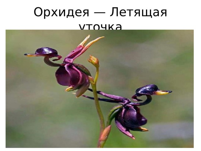 Орхидея — Летящая уточка