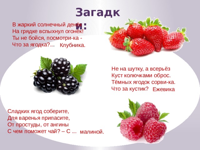 Загадки: В жаркий солнечный денёк На грядке вспыхнул огонёк! Ты не бойся, посмотри-ка - Что за ягодка?.. . Клубника. Не на шутку, а всерьёз  Куст колючками оброс.  Тёмных ягодок сорви-ка.  Что за кустик? Ежевика Сладких ягод соберите, Для варенья припасите, От простуды, от ангины С чем поможет чай? – С ... малиной.