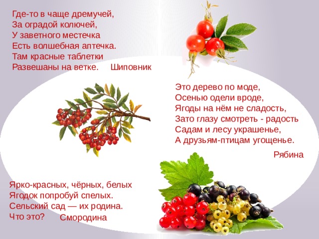 Где-то в чаще дремучей,  За оградой колючей,  У заветного местечка  Есть волшебная аптечка.  Там красные таблетки  Развешаны на ветке. Шиповник Это дерево по моде,  Осенью одели вроде,  Ягоды на нём не сладость,  Зато глазу смотреть - радость  Садам и лесу украшенье,  А друзьям-птицам угощенье. Рябина Ярко-красных, чёрных, белых Ягодок попробуй спелых. Сельский сад — их родина. Что это? Смородина