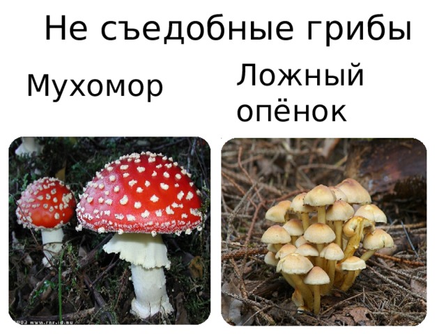 Не съедобные грибы  Мухомор Ложный опёнок